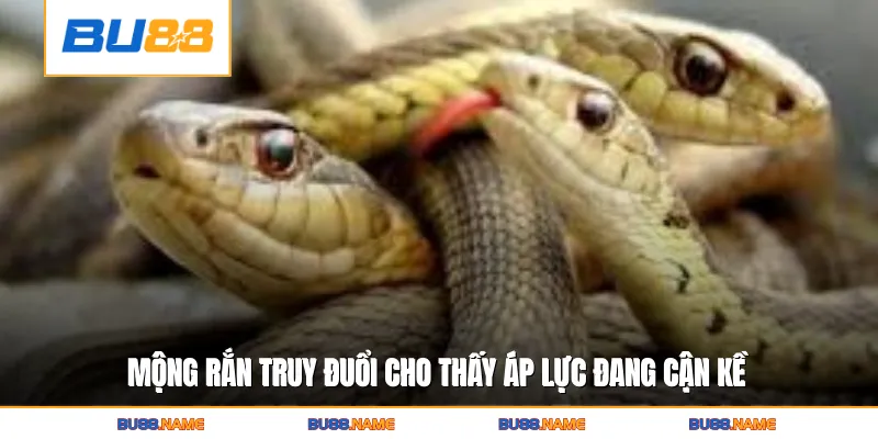 Mộng rắn truy đuổi cho thấy áp lực đang cận kề