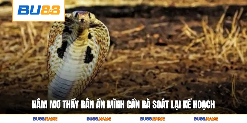 Nằm mơ thấy rắn ẩn mình cần rà soát lại kế hoạch