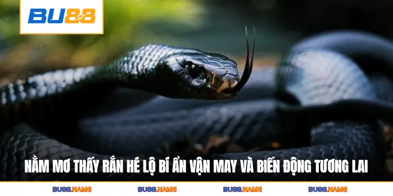 Nằm Mơ Thấy Rắn Hé Lộ Bí Ẩn Vận May Và Biến Động Tương Lai