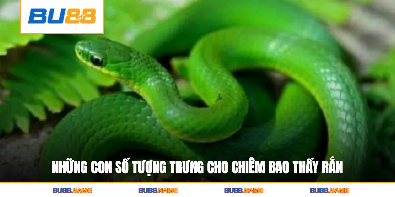 Những con số tượng trưng cho chiêm bao thấy rắn